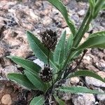 Cirsium occidentale Leaf