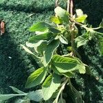 Amaranthus powellii Blatt