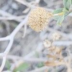 Pulicaria mucronifolia ᱡᱚ