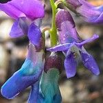 Lathyrus vernus Květ