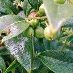 Sarcococca hookeriana Fruit