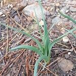 Allium longispathum Hostoa