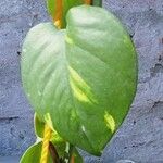 Epipremnum pinnatum Leaf