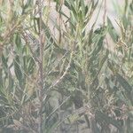 Pechuel-loeschea leubnitziae Кора