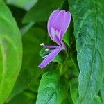 Dicliptera brachiata Fleur
