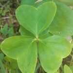 Oxalis latifolia पत्ता