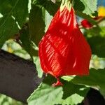 Malvaviscus penduliflorus Flor