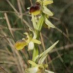 Ophrys virescens Mosusu