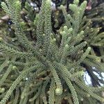 Araucaria laubenfelsiiList