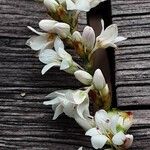 Fagopyrum esculentum Flower