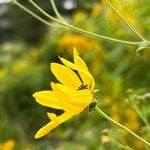 Coreopsis tripteris Квітка