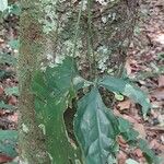 Cercestis mirabilis Φύλλο