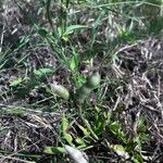 Lupinus texensis Plod