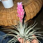 Tillandsia strictaCvet