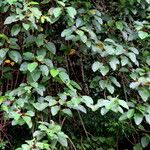 Intsia bijuga 葉