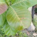 Anacardium occidentale 葉