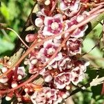 Cuscuta grandiflora