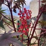 Ricinus communis Flor