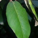 Elaeagnus pungens Leaf