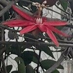 Passiflora vitifolia Çiçek