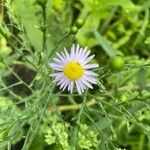 Symphyotrichum laeve Цвят
