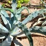 Agave gypsophila Hoja