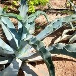 Agave gypsophila Leaf