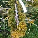 Abies balsamea 叶