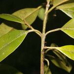 Calophyllum brasiliense Folio