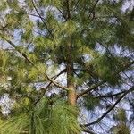 Pinus bhutanica आदत