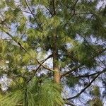 Pinus bhutanica 形態