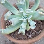 Echeveria runyonii葉