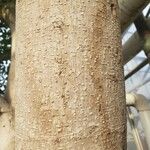 Ficus benjamina বাকল