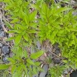 Bidens frondosa Folha