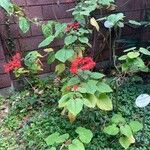 Clerodendrum buchananii Flor