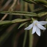 Angraecum atlanticum Flower