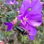 Tibouchina urvilleana Flor