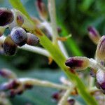 Palisota hirsuta Lorea