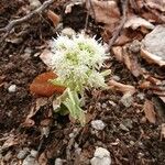 Petasites albusFlower