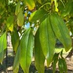 Cocculus laurifolius Folio