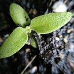 Mesembryanthemum crystallinum Habitus