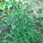 Phyllanthus amarus Feuille