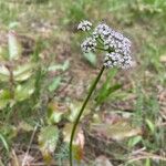 Peucedanum palustre Escorça