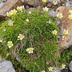 Saxifraga bryoidesFlower