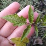 Solanum lycopersicum esculentumপাতা