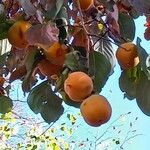 Diospyros kaki Fruit
