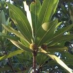 Breonadia salicina Leaf