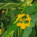 Crossandra infundibuliformis Flower