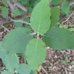 Viburnum cotinifolium Leaf