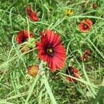 Gaillardia amblyodon Floare